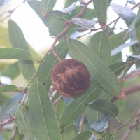 Hydnocarpus castaneus Hook.f. & Thomson